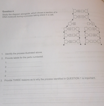 Study the diagram alongside, which shows a section of a 
DNA molecule during a process taking place in a cell. 
1. Identify the process illustrated above. 
_ 
2. Provide labels for the parts numbered. 
1: 
_ 
2: 
_ 
3: 
_ 
4: 
_ 
_ 
3. Provide THREE reasons as to why the process identified in QUESTION 1 is important 
_ 
_ 
_ 
_