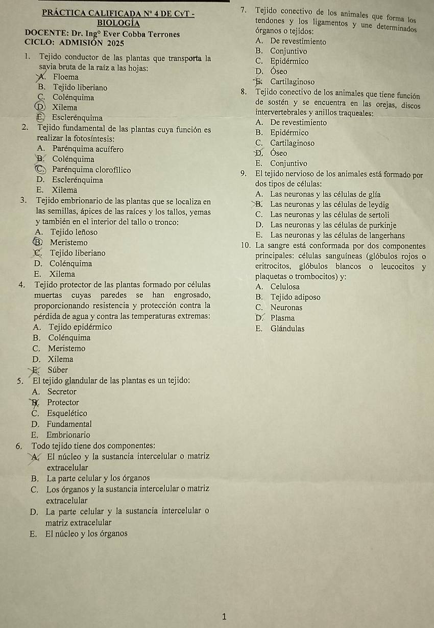 Tejido conectivo de los animales que forma los
PRÁCTICA CALIFICADA Nº 4 DE CyT - tendones y los ligamentos y une determinados
biología órganos o tejidos:
DOCENTE: Dr. Ingº Ever Cobba Terrones A. De revestimiento
CICLO: ADMISIÓN 2025
B. Conjuntivo
1. Tejido conductor de las plantas que transporta la C. Epidérmico
savia bruta de la raíz a las hojas: D. Óseo
A. Floema Cartilaginoso
B. Tejido liberiano 8. Tejido conectivo de los animales que tiene función
C. Colénquima de sostén y se encuentra en las orejas, discos
ँ Xilema intervertebrales y anillos traqueales:
E, Esclerénquima A. De revestimiento
2. Tejido fundamental de las plantas cuya función es B. Epidérmico
realizar la fotosíntesis: C. Cartilaginoso
A. Parénquima acuífero D. Óseo
B. Colénquima E. Conjuntivo
C Parénquima clorofílico 9. El tejido nervioso de los animales está formado por
D. Esclerénquima dos tipos de células:
E. Xilema A. Las neuronas y las células de glía
3. Tejido embrionario de las plantas que se localiza en B. Las neuronas y las células de leydig
las semillas, ápices de las raíces y los tallos, yemas C. Las neuronas y las células de sertoli
y también en el interior del tallo o tronco: D. Las neuronas y las células de purkinje
A. Tejido leñoso E. Las neuronas y las células de langerhans
B Meristemo 10. La sangre está conformada por dos componentes
C. Tejido liberiano  principales: células sanguíneas (glóbulos rojos o
D. Colénquima eritrocitos, glóbulos blancos o leucocitos y
E. Xilema plaquetas o trombocitos) y:
4. Tejido protector de las plantas formado por células A. Celulosa
muertas cuyas paredes se han engrosado, B. Tejido adiposo
proporcionando resistencia y protección contra la C. Neuronas
pérdida de agua y contra las temperaturas extremas: D. Plasma
A. Tejido epidérmico E. Glándulas
B. Colénquima
C. Meristemo
D. Xilema
E. Súber
5. El tejido glandular de las plantas es un tejido:
A. Secretor
D. Protector
C. Esquelético
D. Fundamental
E. Embrionario
6. Todo tejido tiene dos componentes:
A. El núcleo y la sustancia intercelular o matriz
extracelular
B. La parte celular y los órganos
C. Los órganos y la sustancia intercelular o matriz
extracelular
D. La parte celular y la sustancia intercelular o
matriz extracelular
E. El núcleo y los órganos
1