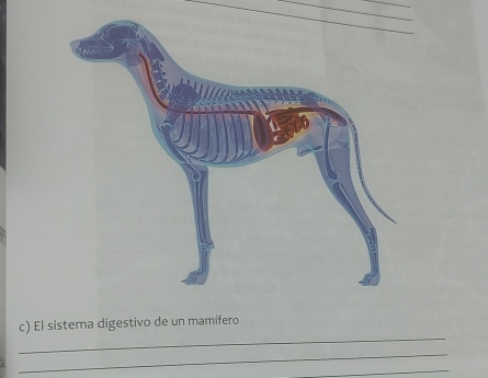 El sistema digestivo de un mamífero 
_ 
_