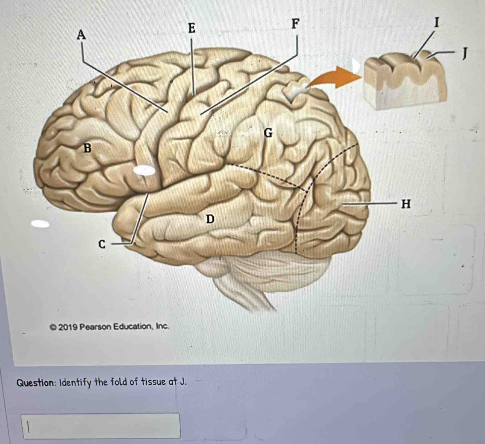 Identify the fold of tissue at J.