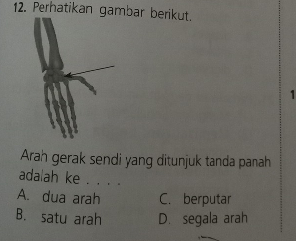 Perhatikan gambar berikut.
1
Arah gerak sendi yang ditunjuk tanda panah
adalah ke . . . .
A. dua arah C. berputar
B. satu arah D. segala arah