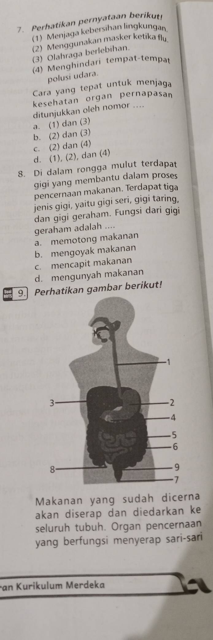 Perhatikan pernyataan berikut!
(1) Menjaga kebersihan lingkungan.
(2) Menggunakan masker ketika flu.
(3) Olahraga berlebihan.
(4) Menghindari tempat-tempat
polusi udara.
Cara yang tepat untuk menjaga
kesehatan organ pernapasan
ditunjukkan oleh nomor ....
a. (1) dan (3)
b. (2) dan (3)
c. (2) dan (4)
d. (1), (2), dan (4)
8. Di dalam rongga mulut terdapat
gigi yang membantu dalam proses
pencernaan makanan. Terdapat tiga
jenis gigi, yaitu gigi seri, gigi taring,
dan gigi geraham. Fungsi dari gigi
geraham adalah ....
a. memotong makanan
b. mengoyak makanan
c. mencapit makanan
d. mengunyah makanan
9. Perhatikan gambar berikut!
Makanan yang sudah dicerna
akan diserap dan diedarkan ke
seluruh tubuh. Organ pencernaan
yang berfungsi menyerap sari-sari
an Kurikulum Merdeka