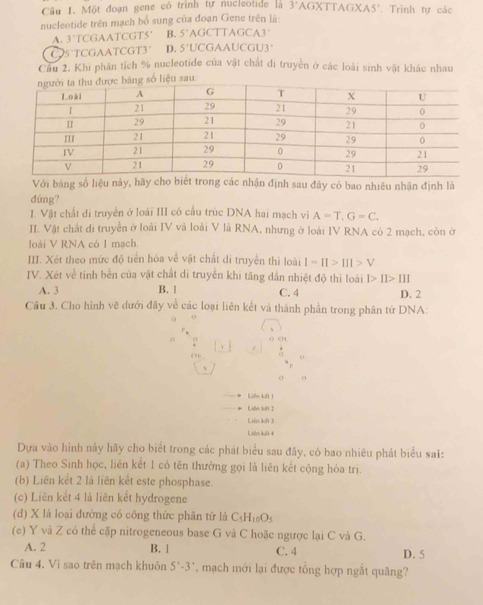 Một đoạn gene có trình tự nucleotide là 3' AGXTTAGXA5'. Trình tự các
nucleotide trên mạch bố sung của đoạn Gene trên là:
A. 3^ TCGAATCGT5' B. 5^(·) AGCTTAGCA3
C95`TCGAATCGT3° D. 5' UCGAAUCGU3'
Cầu 2. Khi phân tích % nucleotide của vật chất di truyền ở các loài sinh vật khác nhau
Với bảng số liệu nàynhận định sau đây có bao nhiêu nhận định là
dúng?
I. Vật chất di truyền ở loài III có cấu trúc DNA hai mạch vi A=T,G=C.
II. Vật chất di truyền ở loài IV và loài V là RNA, nhưng ở loài IV RNA có 2 mạch, còn ở
loài V RNA có 1 mạch.
III. Xét theo mức độ tiến hóa về vật chất di truyền thì loài I=II>III>V
IV. Xét về tính bền của vật chất di truyền khi tăng dẫn nhiệt độ thì loài I>II>III
A. 3 B. 1 C. 4 D. 2
Cầu 3. Cho hình vẽ dưới đây về các loại liên kết và thành phần trong phân tử DNA:
() CH
、
C1
a
o
、
o o
Liên kết 1
Liên kết 2
Liên kết 3
Liên kết 4
Dựa vào hình này hãy cho biết trong các phát biểu sau đây, có bao nhiều phát biểu sai:
(a) Theo Sinh học, liên kết 1 có tên thường gọi là liên kết cộng hóa trị.
(b) Liên kết 2 là liên kết este phosphase.
(c) Liên kết 4 là liên kết hydrogene
(d) X là loại đường có công thức phân tứ là C_5H_10O_5
(e) Y và Z có thể cặp nitrogeneous base G và C hoặc ngược lại C và G.
A. 2 B. 1 C. 4
D. 5
Câu 4. Vì sao trên mạch khuôn 5'-3' , mạch mới lại được tổng hợp ngắt quãng?