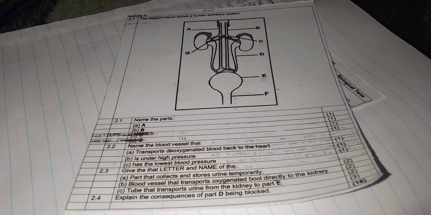 The diagram be 
plogial en 
2.1 Name the parts: (1) 
(a) A (1) 
① 
(b)B 
S (1) 
eacun m o 
(1) 
2.2 Name the blood vessel that 
(a) Transports deoxygenated blood back to the heart (1) 
(1) 
(b) Is under high pressure 
(c) has the lowest blood pressure S ar ne 
2.3 Give the that LETTER and NAME of the: (2) 
(a) Part that collects and stores urine temporarily. 
(2) 
(b) Blood vessel that transports oxygenated bool directly to the kidney. (2) 
(3) 
(c) Tube that transports unine from the kidney to part E. 
(16) 
2.4 Explain the consequences of part D being blocked.