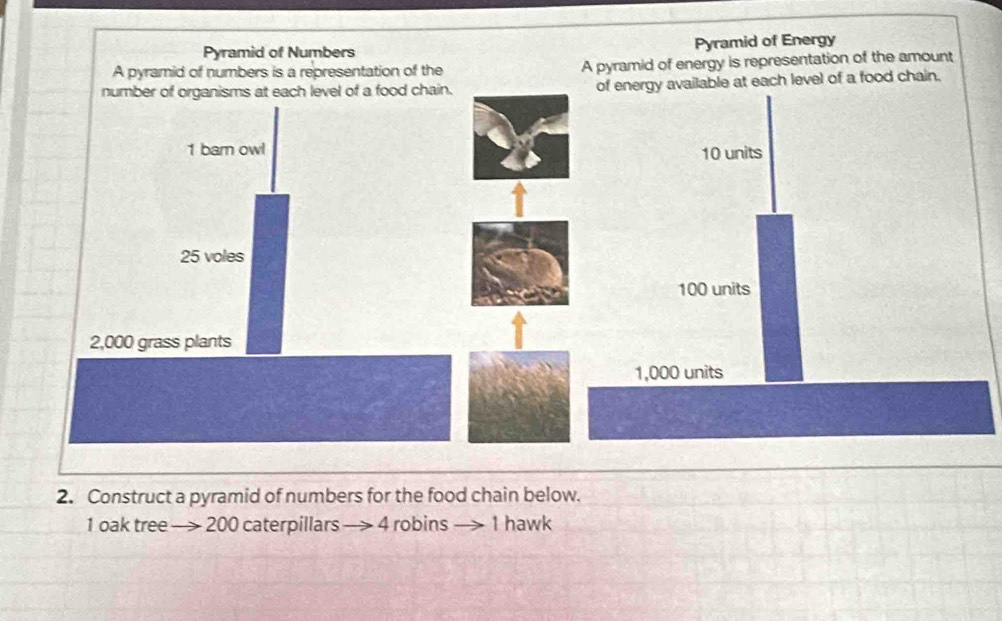 Pyramid of Numbers Pyramid of Energy 
A pyramid of numbers is a representation of the A pyramid of energy is representation of the amount 
at each level of a food chain. 
2. Construct a pyramid of numbers for the food chain below. 
1 oak tree —> 200 caterpillars 4 robins — 1 hawk