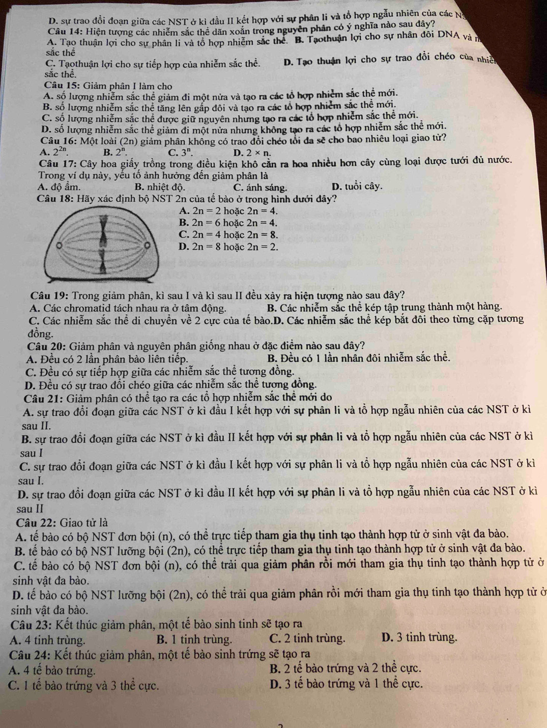 D. sự trao đồi đoạn giữa các NST ở kỉ đầu II kết hợp với sự phân li và tổ hợp ngẫu nhiên của các Na
Câu 14: Hiện tượng các nhiễm sắc thể dãn xoắn trong nguyên phân có ý nghĩa nào sau dây?
A. Tạo thuận lợi cho sự phân li và tổ hợp nhiễm sắc thể. B. Tạothuận lợi cho sự nhân đôi DNA và n
sắc thể
C. Tạothuận lợi cho sự tiếp hợp của nhiễm sắc thể. D. Tạo thuận lợi cho sự trao đổi chéo của nhiề
sắc thể.
Câu 15: Giảm phân I làm cho
A. số lượng nhiễm sắc thể giảm đi một nửa và tạo ra các tổ hợp nhiêm sắc thể mới.
B. số lượng nhiễm sắc thể tăng lên gấp đôi và tạo ra các tổ hợp nhiễm sắc thể mới.
C. số lượng nhiễm sắc thể được giữ nguyên những tạo ra các tổ hợp nhiễm sắc thể mới.
D. số lượng nhiễm sắc thể giảm đi một nửa nhưng không tạo ra các tổ hợp nhiễm sắc thể mới.
Câu 16:Mhat Ot t loài (2n) giảm phân không có trao đổi chéo tổi đa sẽ cho bao nhiêu loại giao tử?
A. 2^(2n). B. 2^n. C. 3^n. D. 2* n.
Câu 17: Cây hoa giấy trồng trong điều kiện khô cằn ra hoa nhiều hơn cây cùng loại được tưới đủ nước.
Trong ví dụ này, yểu tổ ảnh hưởng đến giảm phân là
A. độ ẩm. B. nhiệt độ. C. ánh sáng. D. tuổi cây.
Câu 18: Hãy xác định bộ NST 2n của tế bào ở trong hình dưới đây?
A. 2n=2 hoặc 2n=4.
B. 2n=6 hoặc 2n=4.
C. 2n=4 hoặc 2n=8.
D. 2n=8
hoặc 2n=2.
Câu 19: Trong giảm phân, kì sau I và kì sau II đều xảy ra hiện tượng nào sau đây?
A. Các chromatid tách nhau ra ở tâm động. B. Các nhiễm sắc thể kép tập trung thành một hàng.
C. Các nhiễm sắc thể di chuyển về 2 cực của tế bào.D. Các nhiễm sắc thể kép bắt đôi theo từng cặp tương
đồng.
Câu 20: Giảm phân và nguyên phân giống nhau ở đặc điểm nào sau đây?
A. Đều có 2 lần phân bào liên tiếp. B. Đều có 1 lần nhần đôi nhiễm sắc thể.
C. Đều có sự tiếp hợp giữa các nhiễm sắc thể tương đồng.
D. Đều có sự trao đổi chéo giữa các nhiễm sắc thể tương đồng.
Câu 21: Giảm phân có thể tạo ra các tổ hợp nhiễm sắc thể mới do
A. sự trao đổi đoạn giữa các NST ở kì đầu I kết hợp với sự phân li và tổ hợp ngẫu nhiên của các NST ở kì
sau II.
B. sự trao đổi đoạn giữa các NST ở kì đầu II kết hợp với sự phân li và tổ hợp ngẫu nhiên của các NST ở kì
sau I
C. sự trao đổi đoạn giữa các NST ở kì đầu I kết hợp với sự phân li và tổ hợp ngẫu nhiên của các NST ở kì
sau I.
D. sự trao đổi đoạn giữa các NST ở kì đầu II kết hợp với sự phân li và tổ hợp ngẫu nhiên của các NST ở kì
sau II
Câu 22: Giao tử là
A. tế bào có bộ NST đơn bội (n), có thể trực tiếp tham gia thụ tinh tạo thành hợp tử ở sinh vật đa bào.
B. tế bào có bộ NST lưỡng bội (2n), có thể trực tiếp tham gia thụ tinh tạo thành hợp tử ở sinh vật đa bào.
C. tế bào có bộ NST đơn bội (n), có thể trải qua giảm phân rồi mới tham gia thụ tinh tạo thành hợp tử ở
sinh vật đa bào.
D. tế bào có bộ NST lưỡng bội (2n), có thể trải qua giảm phân rồi mới tham gia thụ tinh tạo thành hợp tử ở
sinh vật đa bào.
Câu 23: Kết thúc giảm phân, một tế bào sinh tinh sẽ tạo ra
A. 4 tinh trùng. B. 1 tinh trùng. C. 2 tinh trùng. D. 3 tinh trùng.
Câu 24: Kết thúc giảm phân, một tế bào sinh trứng sẽ tạo ra
A. 4 tế bào trứng. B. 2 tế bào trứng và 2 thể cực.
C. 1 tế bào trứng và 3 thể cực. D. 3 tế bào trứng và 1 thể cực.