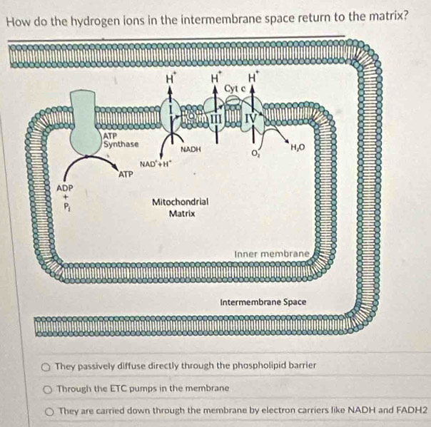 How do the hydrogen ions in the intermembrane space return to the matrix?
They passively diffuse directly through the phospholipid barrier
Through the ETC pumps in the membrane
They are carried down through the membrane by electron carriers like NADH and FADH2