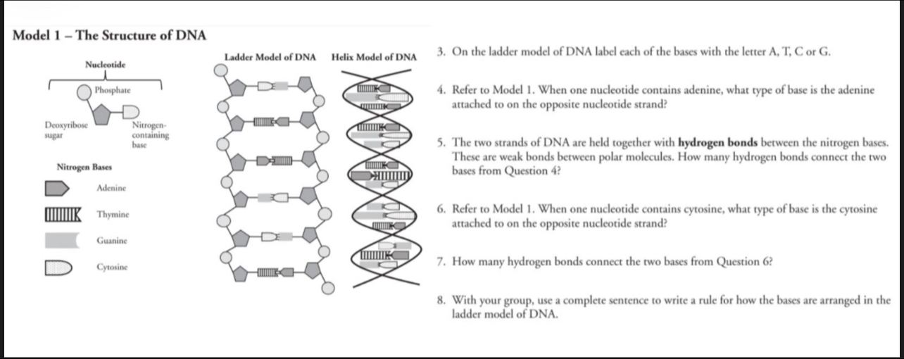 Solved: Model 1 - The Structure of DNA Ladder Model of DNA Helix Model ...