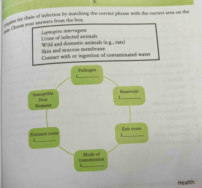 Complete the chain of infection by matching the correct phrase with the correct area on the
chain. Choose your answers from the box.
Leptospira interrogans
Urine of infected animals
Wild and domestic animals (e.g., rats)
Skin and mucous membrane
Contact with or ingestion of contaminated water
Health