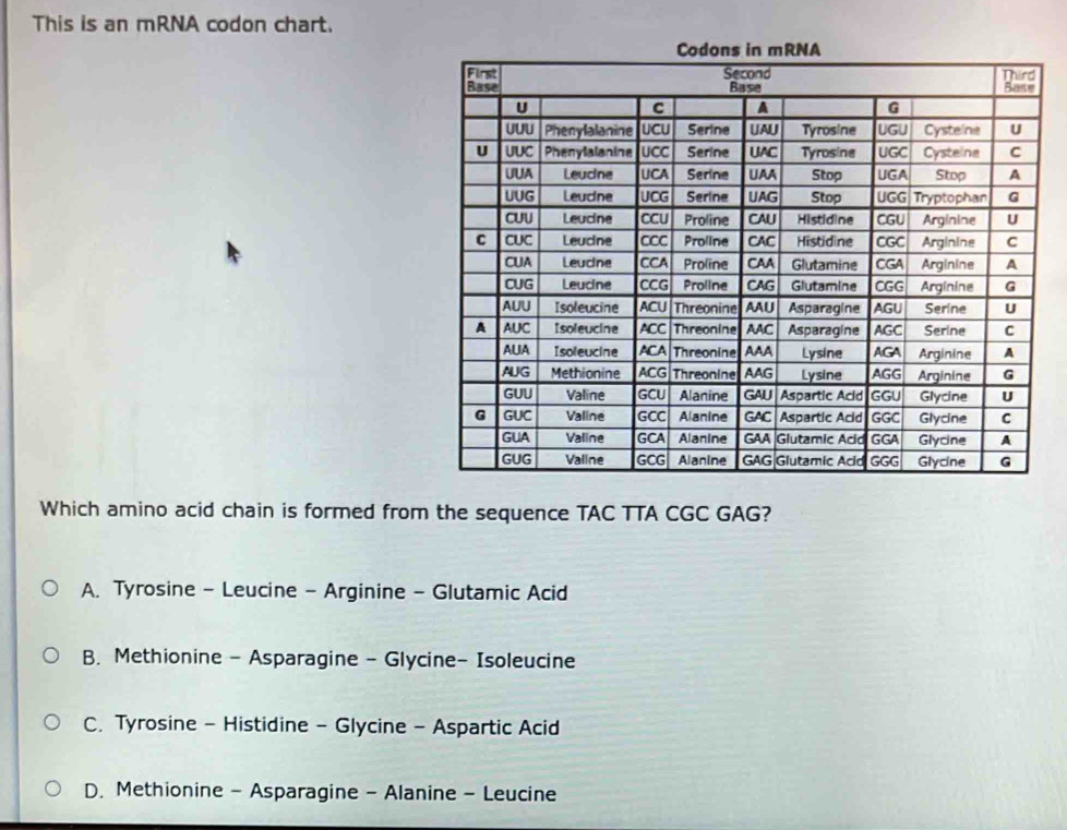 This is an mRNA codon chart.
Which amino acid chain is formed from the sequence TAC TTA CGC GAG?
A. Tyrosine - Leucine - Arginine - Glutamic Acid
B. Methionine - Asparagine - Glycine- Isoleucine
C. Tyrosine - Histidine - Glycine - Aspartic Acid
D. Methionine - Asparagine - Alanine - Leucine