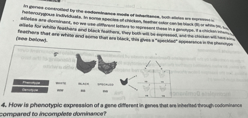 In genes controlled by the codominance mode of Inheritance, both alleles are expressed in 
heterozygous individuals. In some species of chicken, feather color can be black (B) or whits (W). Bo 
alleles are dominant, so we use different letters to represent these in a genotype. If a chicken inherits e 
allele for white feathers and black feathers, they both will be expressed, and the chicken will have some 
feathers that are white and some that are black, this gives a “speckled” appearance in the phenotype 
(see below). 
Phenotype WHITE BLACK SPECKLED 
Genotype ww BB BW 
4. How is phenotypic expression of a gene different in genes that are inherited through codominance 
compared to incomplete dominance?