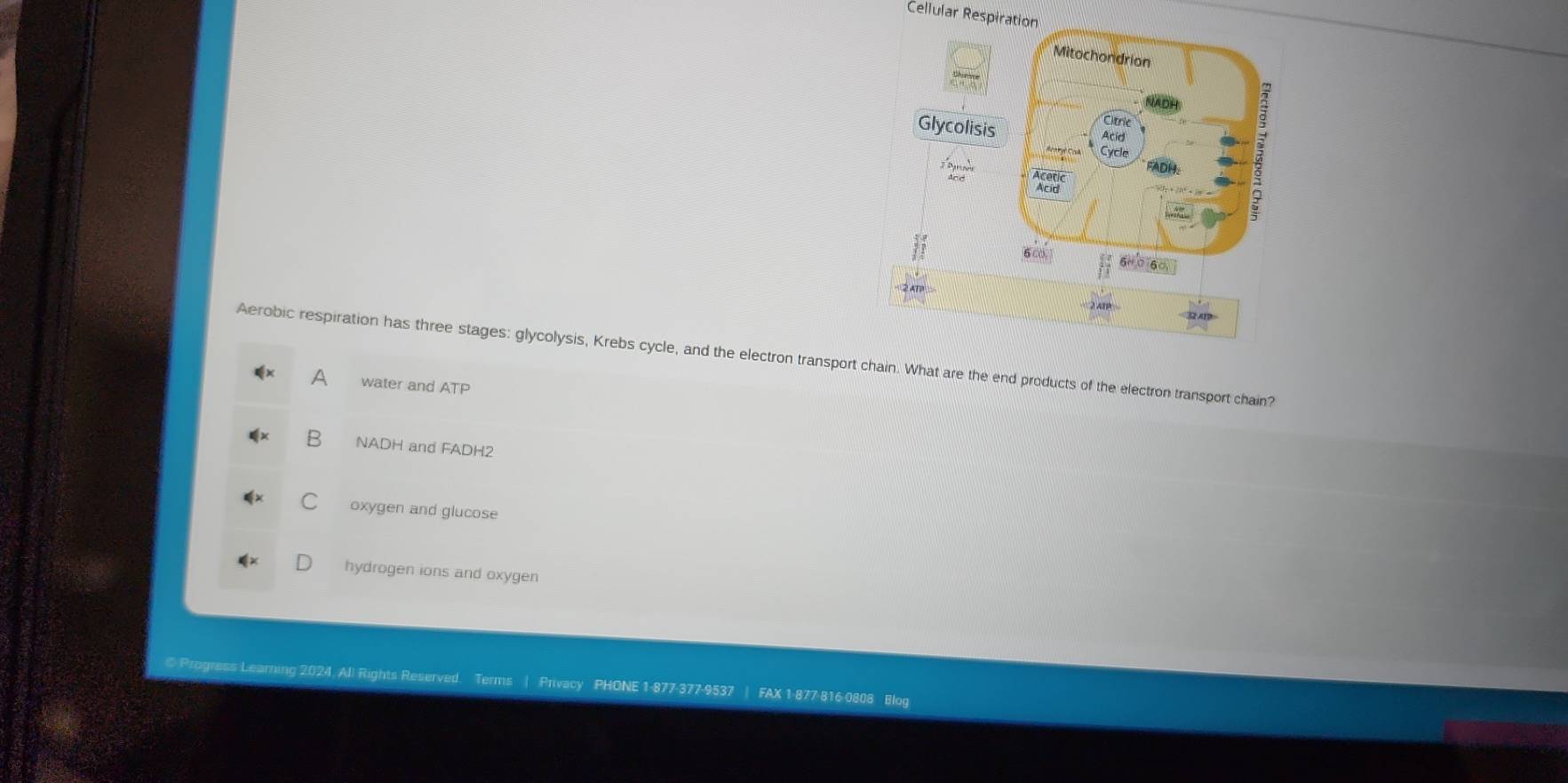 Cellular Respiration
Aerobic respiration has three stages: glycolysis, Krebs cycle, and the electron transport chain. What are the end products of the electron transport chain?
A water and ATP
B NADH and FADH2
oxygen and glucose
hydrogen ions and oxygen
* Progress Learning 2024, All Rights Reserved. Terms | Privacy PHONE 1-877-377-9537 | FAX 1-877-816-0808 Blog