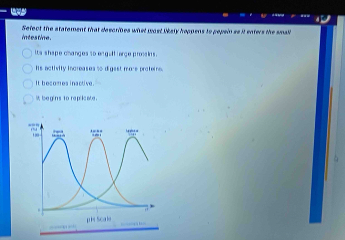 Select the statement that describes what most likely happens to pepsin as it enters the smalll
intestine.
Its shape changes to engulf large proteins.
Its activity increases to digest more proteins.
It becomes inactive.
It begins to replicate.