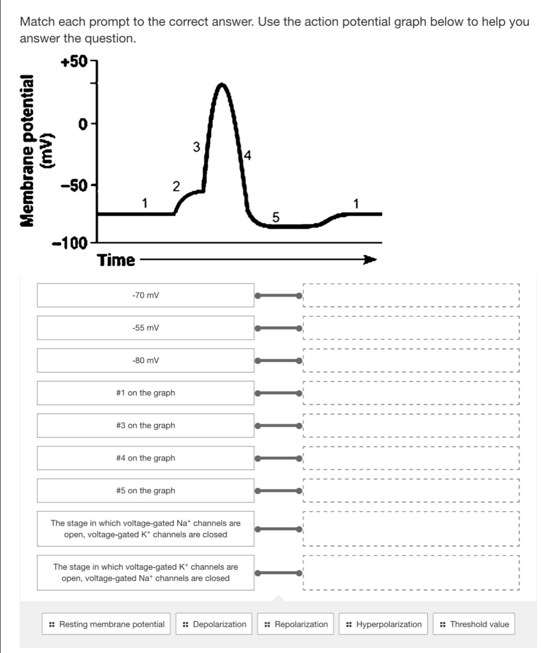 Match each prompt to the correct answer. Use the action potential graph below to help you
answer the question.
-70 mV
-55 mV
-80 mV
#1 on the graph
#3 on the graph
#4 on the graph
#5 on the graph
The stage in which voltage-gated Na^+ channels are
open, voltage-gated K^+ channels are closed
The stage in which voltage-gated K^+ channels are
open, voltage-gated Na^+ channels are closed
:: Resting membrane potential :: Depolarization :: Repolarization :: Hyperpolarization :: Threshold value