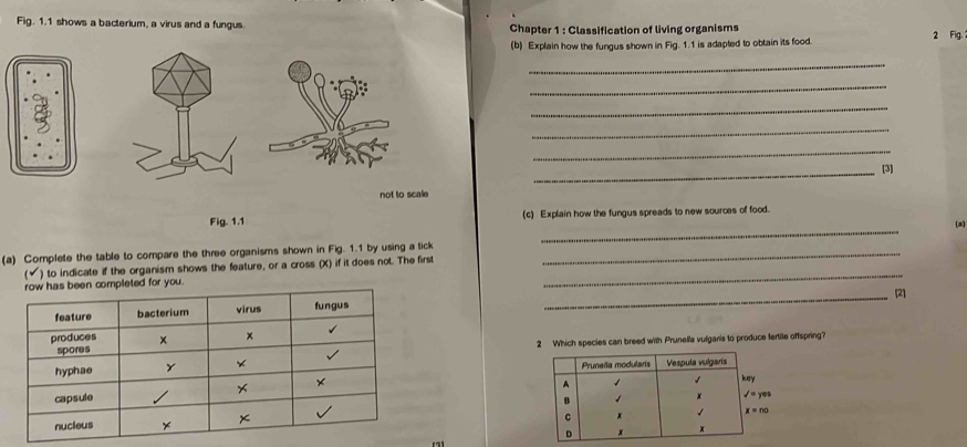 Fig. 1.1 shows a bacterium, a virus and a fungus. Chapter 1 : Classification of living organisms 2 Fig. 
(b) Explain how the fungus shown in Fig. 1.1 is adapted to obtain its food. 
_ 
_ 
_ 
_ 
_ 
_ 
[3] 
not to scale 
_ 
Fig. 1.1 (c) Explain how the fungus spreads to new sources of food. 
(a) 
(a) Complete the table to compare the three organisms shown in Fig. 1.1 by using a tick_ 
(✔) to indicate if the organism shows the feature, or a cross (X) if it does not. The first 
_ 
for you. 
_ 
[2] 
2 Which species can breed with Prunella vulgaris to produce fertile offspring?