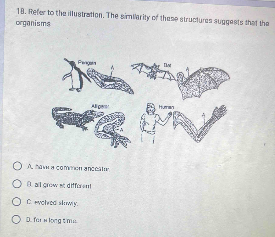 Refer to the illustration. The similarity of these structures suggests that the
organisms
A. have a common ancestor.
B. all grow at different
C. evolved slowly.
D. for a long time.