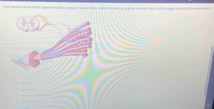 Each neuron shown in this figure innervates a group of muscle fibers. What is the term for a group of muscle fibers and the single neuron that innervates them?
fascicle
sarcomere
neuromuscular finction
motor unir