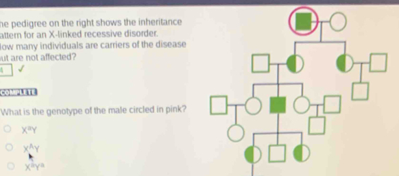 he pedigree on the right shows the inheritance .
attern for an X -linked recessive disorder.
low many individuals are carriers of the disease
ut are not affected?
COMPLETE
What is the genotype of the male circled in pink?
X^aY
X^AY
X^aY^a