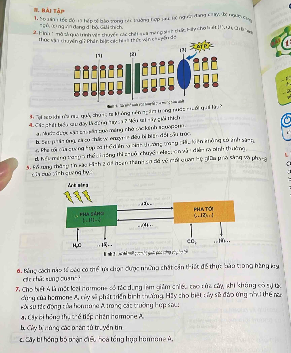 bài tập
1. So sánh tốc độ hộ hấp tế bào trong các trường hợp sau: (a) người đang chạy, (b) người đang
ngủ, (c) người đang đi bộ. Giải thích.
2. Hình 1 mô tả quá trình vận chuyển các chất qua màng sinh chất. Hãy cho biết (1), (2), (3) là hình
thức vậnuyển đó.
- Nề
chu
-Giả
về
Hình 1. Các hình thức vận
3. Tại sao khi rửa rau, quả, chúng ta không nên ngâm trong nước muối quá lâu?
4. Các phát biểu sau đây là đúng hay sai? Nếu sai hãy giải thích.
a. Nước được vận chuyển qua màng nhờ các kênh aquaporin.
b. Sau phản ứng, cả cơ chất và enzyme đều bị biến đổi cấu trúc.
ch
c. Pha tối của quang hợp có thể diễn ra bình thường trong điều kiện không có ánh sáng.
d. Nếu màng trong ti thể bị hỏng thì chuỗi chuyển electron vẫn diễn ra bình thường.
1.
5. Bổ sung thông tin vào Hình 2 để hoàn thành sơ đổ về mối quan hệ giữa pha sáng và pha tố
của quá trình quang hợp. Cl
C
6. Bằng cách nào tế bào có thể lựa chọn được những chất cần thiết để thực bào trong hàng loạt
các chất xung quanh?
7. Cho biết A là một loại hormone có tác dụng làm giảm chiều cao của cây, khi không có sự tác
động của hormone A, cây sẽ phát triển bình thường. Hãy cho biết cây sẽ đáp ứng như thế nào
với sự tác động của hormone A trong các trường hợp sau:
a. Cây bị hỏng thụ thể tiếp nhận hormone A.
b Cây bị hỏng các phân tử truyền tin.
c. Cây bị hỏng bộ phận điều hoà tổng hợp hormone A.