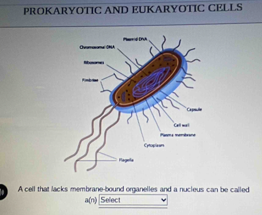 PROKARYOTIC AND EUKARYOTIC CELLS 
A cell that lacks membrane-bound organelles and a nucleus can be called 
a(n) Select