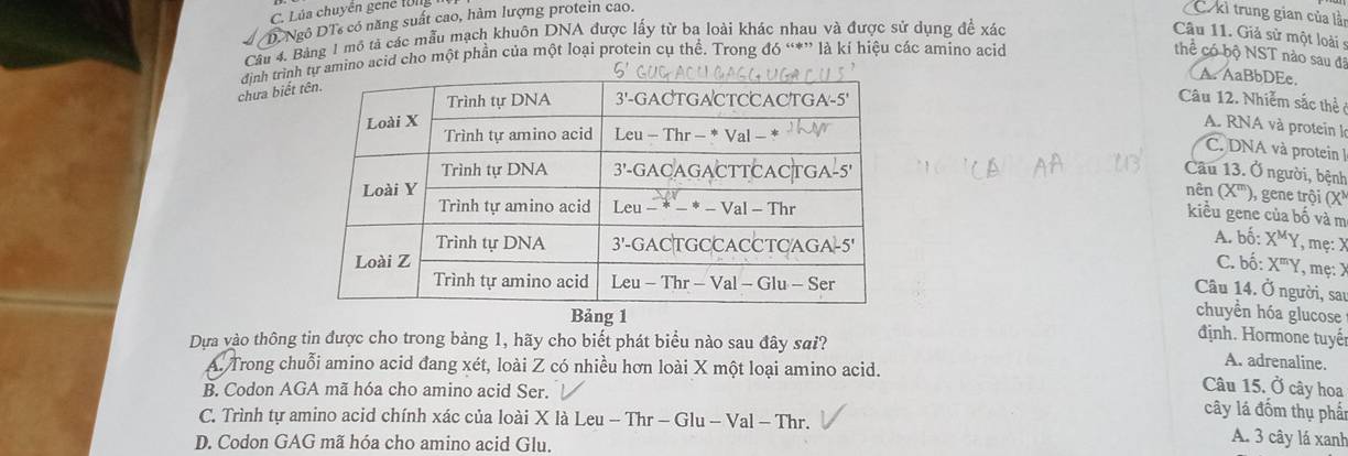 C. Lúa chuyển gene tng
D. Ngô DT có năng suất cao, hàm lượng protein cao.
C. kì trung gian của lần
Câu 4. Bảng 1 mô tả các mẫu mạch khuôn DNA được lấy từ ba loài khác nhau và được sử dụng đề xác
Câu 11. Giả sử một loài s
dịnh trìnhmino acid cho một phần của một loại protein cụ thể. Trong đó “*” là kí hiệu các amino acid thể có bộ NST nào sau đã
A. AaBbDEe.
chưa biết
Câu 12. Nhiễm sắc thể
A. RNA và protein l
C. DNA và protein 
Câu 13. Ở người, bệnh
nên (X^m) , gene trội (X)
kiều gene của bố và m
A. bố: X^MY , mẹ: X
C. bhat o::X^mY ,mẹ: X
Câu 14. Ở người, sau
chuyền hóa glucose
ng 1  định. Hormone tuyế
Dựa vào thông tin được cho trong bảng 1, hãy cho biết phát biểu nào sau đây sai?
A. Trong chuỗi amino acid đang xét, loài Z có nhiều hơn loài X một loại amino acid.
A. adrenaline.
B. Codon AGA mã hóa cho amino acid Ser.
Câu 15, Ở cây hoa
C. Trình tự amino acid chính xác của loài X là Leu-Thr-Glu-Val-Thr.
cây lá đồm thụ phẩi
D. Codon GAG mã hóa cho amino acid Glu.
A. 3 cây lá xanh