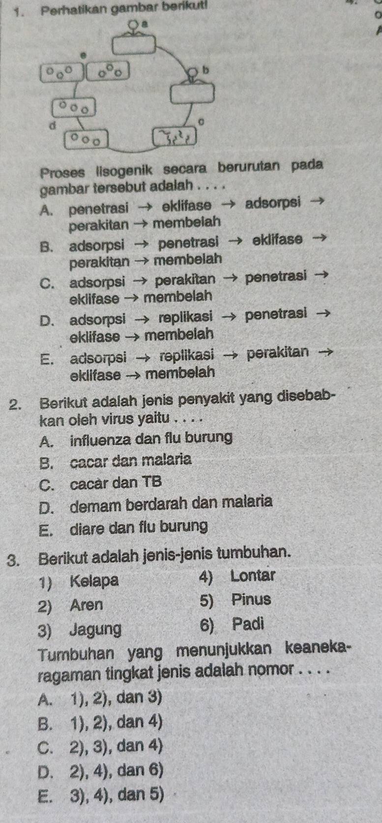 Perhatikan gambar berikut!
a
Proses lisogenik secara berurutan pada
gambar tersebut adalah . . . .
A. penetrasi → eklifase → adsorpsi
perakitan → membelah
B. adsorpsi → penetrasi → eklifase
perakitan → membelah
C. adsorpsi → perakitan → penetrasi
eklifase → membelah
D. adsorpsi → replikasi → penetrasi
eklifase → membelah
E. adsorpsi → replikasi perakitan
eklifase -- membelah
2. Berikut adalah jenis penyakit yang disebab-
kan oleh virus yaitu . . . .
A. influenza dan flu burung
B. cacar dan malaria
C. cacar dan TB
D. demam berdarah dan malaria
E. diare dan flu burung
3. Berikut adalah jenis-jenis tumbuhan.
1) Kelapa 4) Lontar
2) Aren 5) Pinus
3) Jagung 6) Padi
Tumbuhan yang menunjukkan keaneka-
ragaman tingkat jenis adalah nomor . . . .
A. 1), 2), dan 3)
B. 1), 2), dan 4)
C. 2), 3), dan 4)
D. 2), 4), dan 6)
E. 3), 4), dan 5)