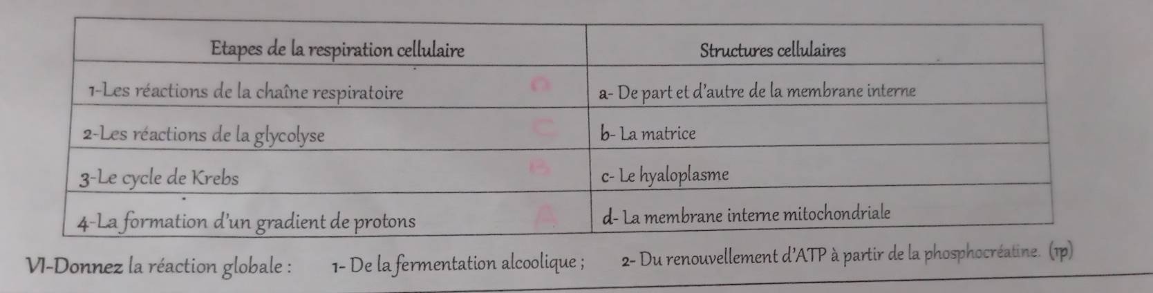 VI-Donnez la réaction globale : 1- De la fermentation alcoolique ; 2 - Du renouvellement d'