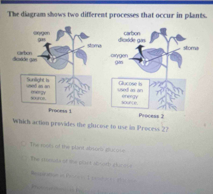 Solved: The diagram shows two different processes that occur in plants ...