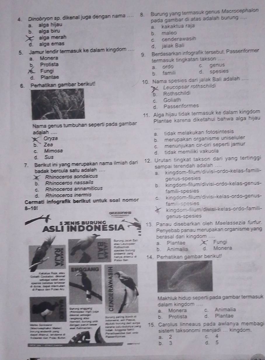 Dinobryon sp. dikenal juga dengan nama   _8. Burung yang termasuk genus Macrocephalon
a. alga hijau pada gambar di atas adalah burung ....
b. alga biru a. kakaktua raja
alga merah b. maleo
d. alga emas c. cenderawasih
d, jalak Bali
5. Jamur lendir termasuk ke dalam kingdom_ 9. Berdasarkan infografik tersebut, Passeriformer
a. Monera
b. Protista termasuk tingkatan takson_
Fungi a. ordo c genus
d. Plantae b. familli d. spesies
6. Perhatikan gambar berikut! 10. Nama spesies dari jalak Bali adalah ....
Leucopsar rothschildi
b. Rothschildi
c. Goliath
d. Passeriformes
11. Alga hijau tidak termasuk ke dalam kingdom
Nama genus tumbuhan seperti pada gambar Plantae karena diketahui bahwa alga hijau
adalah ....
Oryza a. tidak melakukan fotosintesis
b. Zea b. merupakan organisme uniseluler
c. Mimosa c. menunjukan cir-ciri seperti jamur
d. Sus d. tidak memiliki vakuola
7. Berikut ini yang merupakan nama ilmiah dari 12. Urutan tingkat takson dari yang tertinggi
badak bercula satu adalah sampai terendah adalah
Rhinoceros sondaicus a. kingdom-filum/divisi-ordo-kelas-famili-
b. Rhinoceros nassails genus-spésies
c. Rhinoceros annamíticus b. kingdom-filum/divisi-ordo-kelas-genus-
d. Rhinoceros inermis famili-spesies
Cermati infografik berikut untuk soal nomor c. kingdom-filum/divisi-kelas-ordo-genus
famili-spesies
8-10!
arezones kingdom-filum/divisi-kelas-ordo-famili-
genus-spesies
5 JENIS BURÜNG
ASLI INDONESIA 13. Panau disebarkan oleh Maelassezia furfur.
Penyebab panau merupakan organisme yang
berasal dari kingdom    
Burung Jwak Bali a. Plantae Fungi
a
semes Sfing b. Animalia d. Monera
hanys diamu d 14. Perhatikan gambar berikut!
EMGGANG
     
Golati Cortcaos dikana
Sbaga saat sa
d dura tagal tiemulan
S Pap das Pua Ar
2
Makhluk hidup seperti pada gambar termasuk
Buring anggang dalam kingdom “”_
T a   a. Monera c. Animalia
Gurung peling koni s
al burung um ntoreca a Posca b. Protista d. Plantae
St türng tar eurga
émaa kanana Galu bolunya jang 15. Carolus linneaus pada awlanya membagi
buring andae yong edale Knogaía fan sistem taksonomi menjadi ... kingdom.
Paradicasidas fun orte
Repuentionted a 2 C. 4
b. 3 d. 5