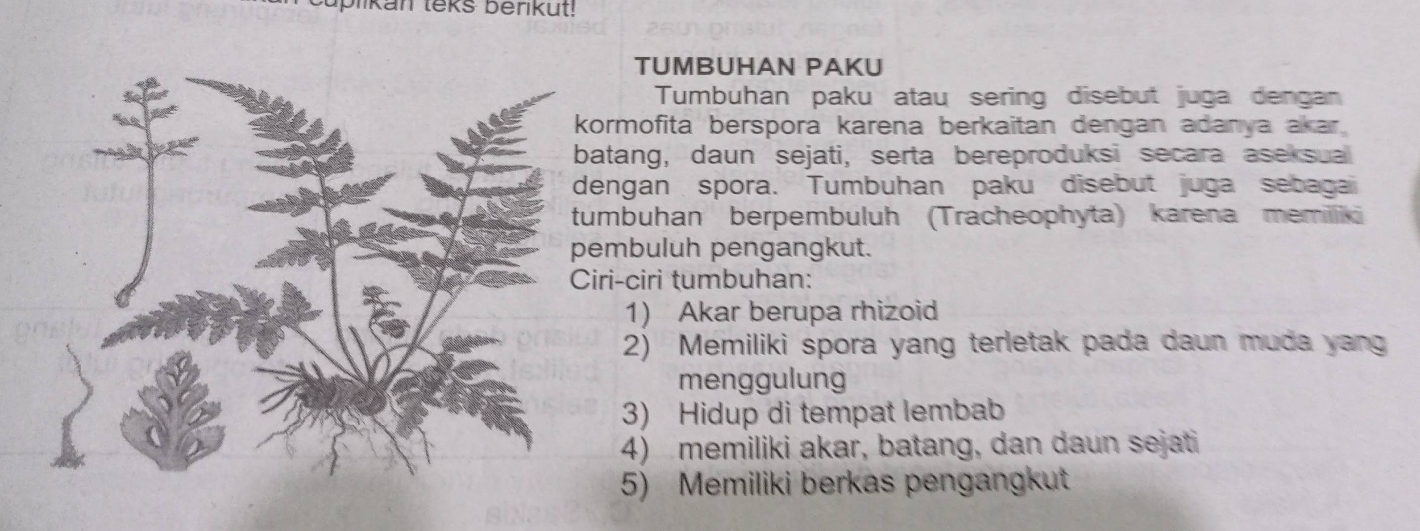 blikan teks berikut! 
TUMBUHAN PAKU 
Tumbuhan paku atau sering disebut juga dengan 
ormofita berspora karena berkaitan dengan adanya akar 
atang, daun sejati, serta bereproduksi secara aseksual 
engan spora. Tumbuhan paku disebut juga sebagai 
umbuhan berpembuluh (Tracheophyta) karena memiiki 
embuluh pengangkut. 
iri-ciri tumbuhan: 
1) Akar berupa rhizoid 
2) Memiliki spora yang terletak pada daun muda yang 
menggulung 
3) Hidup di tempat lembab 
4) memiliki akar, batang, dan daun sejati 
5) Memiliki berkas pengangkut