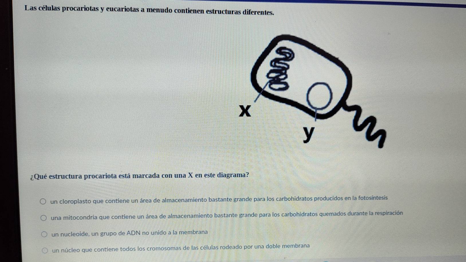 Las células procariotas y eucariotas a menudo contienen estructuras diferentes.
¿Qué estructura procariota está marcada con una X en este diagrama?
un cloroplasto que contiene un área de almacenamiento bastante grande para los carbohidratos producidos en la fotosíntesis
una mitocondria que contiene un área de almacenamiento bastante grande para los carbohidratos quemados durante la respiración
un nucleoide, un grupo de ADN no unido a la membrana
un núcleo que contiene todos los cromosomas de las células rodeado por una doble membrana