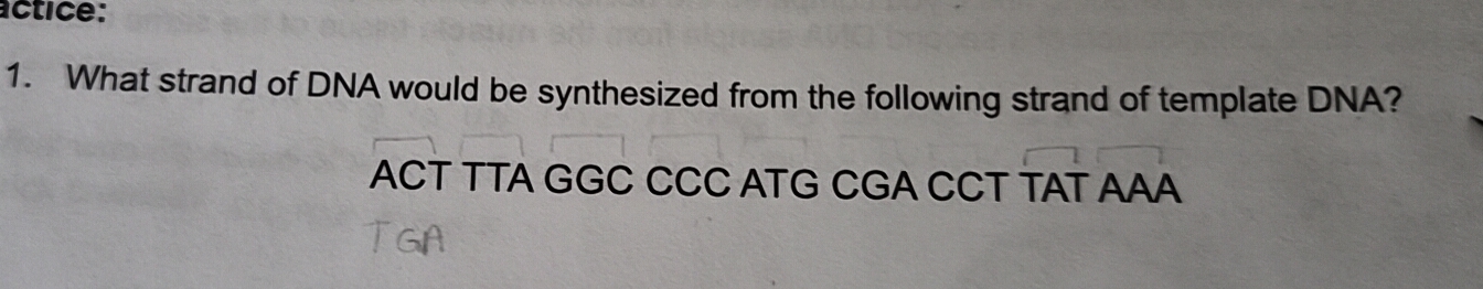 Solved: actice: 1. What strand of DNA would be synthesized from the ...