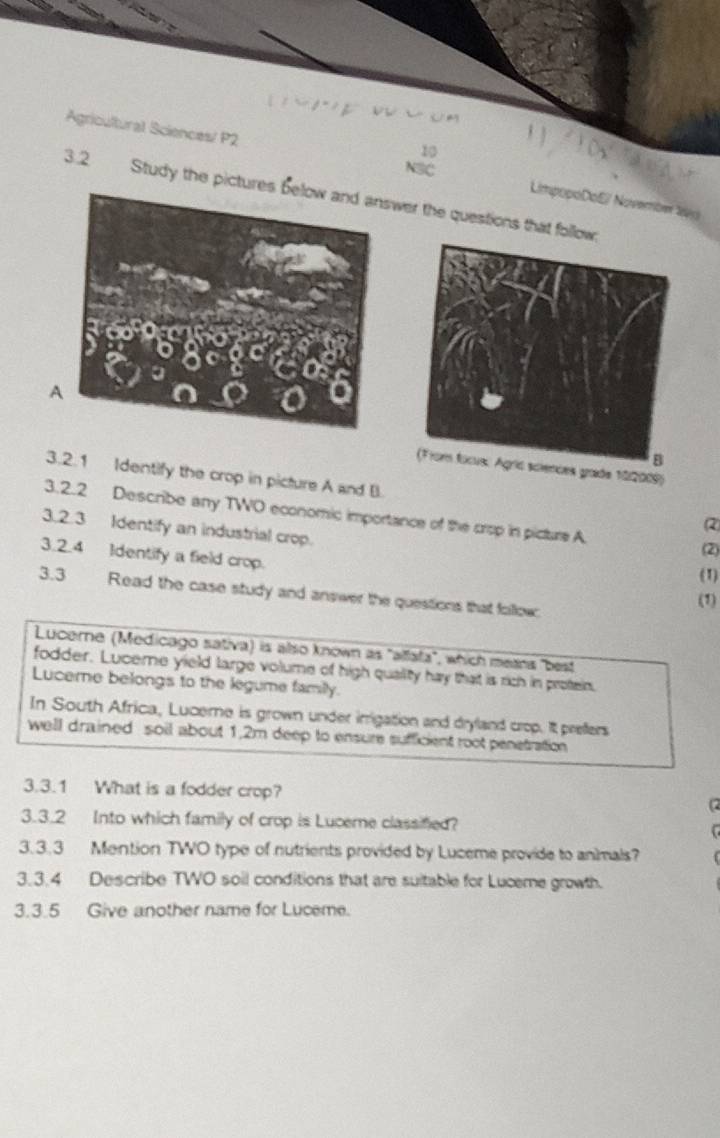 Agricultural Sciences/ P2 
3.2 
10 
NSC LimpopoDoE/ November 16jo 
Study the pictureswer the questions that 
ces gade 102009) 
3.2.1 Identify the crop in picture A and B. 
3.2.2 Describe any TWO economic importance of the crop in picture A 
(2) 
3.2.3 Identify an industrial crop. 
(2) 
3.2.4 Identify a field crop. 
(1) 
3.3 Read the case study and answer the questions that follow: 
(1) 
Lucerne (Medicago sativa) is also known as 'alfafa', which meana "best 
fodder. Luceme yield large volume of high quality hay that is rich in protein. 
Luceme belongs to the legume familly. 
In South Africa, Luceme is grown under imigation and dryland crop. It prefers 
well drained soil about 1,2m deep to ensure sufficient root penetration 
3.3.1 What is a fodder crop? 
3.3.2 Into which family of crop is Luceme classified? 
3.3.3 Mention TWO type of nutrients provided by Luceme provide to animals? 
3.3.4 Describe TWO soil conditions that are suitable for Luceme growth. 
3.3.5 Give another name for Luceme.