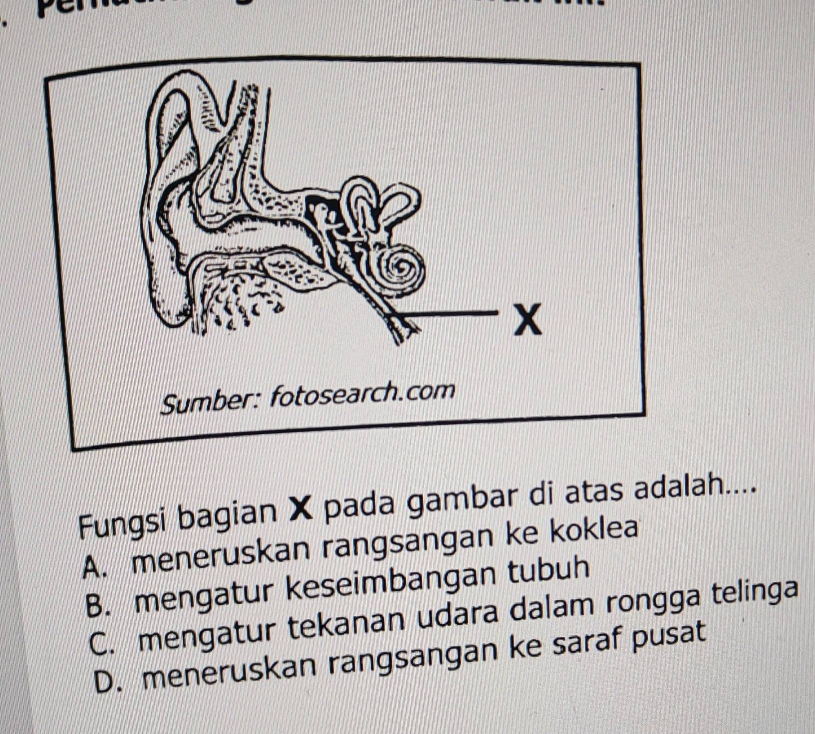 Fungsi bagian X pada gambar di atas adalah....
A. meneruskan rangsangan ke koklea
B. mengatur keseimbangan tubuh
C. mengatur tekanan udara dalam rongga telinga
D. meneruskan rangsangan ke saraf pusat