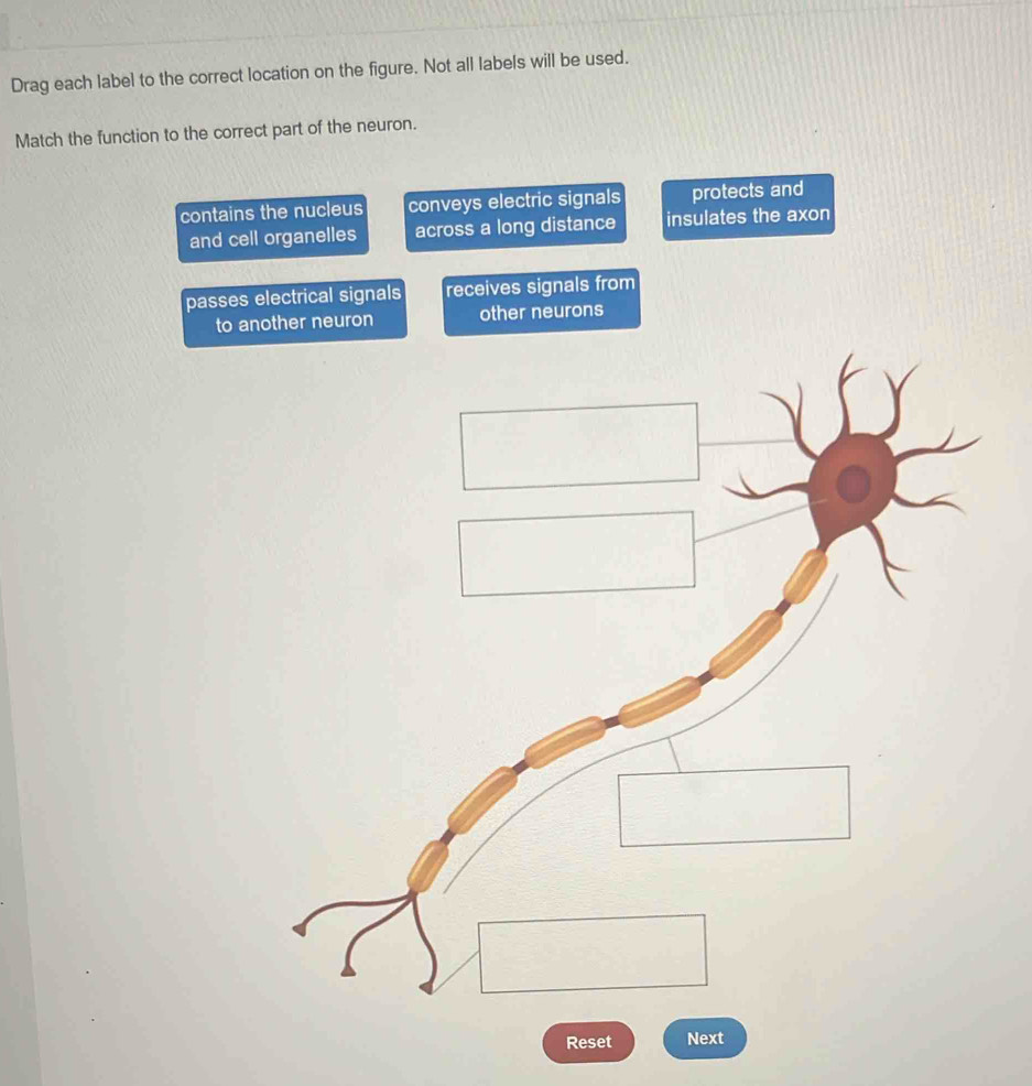 Drag each label to the correct location on the figure. Not all labels will be used.
Match the function to the correct part of the neuron.
contains the nucleus conveys electric signals protects and
and cell organelles across a long distance insulates the axon
passes electrical signals receives signals from
to another neuron other neurons
Reset Next