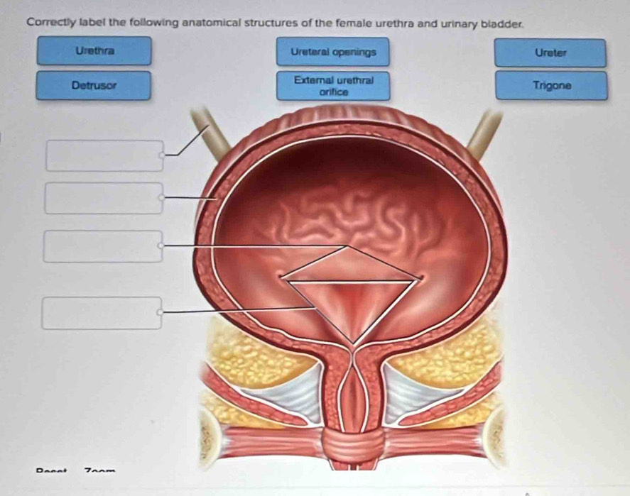 Solved: Correctly label the following anatomical structures of the ...