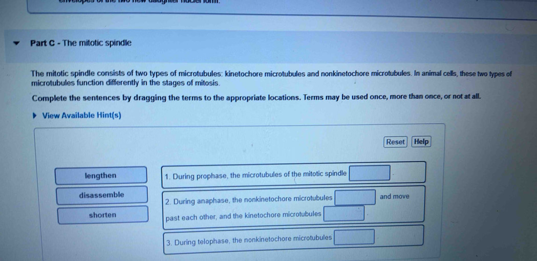 The mitotic spindle 
The mitotic spindle consists of two types of microtubules: kinetochore microtubules and nonkinetochore microtubules. In animal cells, these two types of 
microtubules function differently in the stages of mitosis. 
Complete the sentences by dragging the terms to the appropriate locations. Terms may be used once, more than once, or not at all. 
View Available Hint(s) 
Reset Help 
lengthen 1. During prophase, the microtubules of the mitotic spindle □  1/2 
disassemble and move 
2. During anaphase, the nonkinetochore microtubules □
shorten past each other, and the kinetochore microtubules □
3. During telophase, the nonkinetochore microtubules □