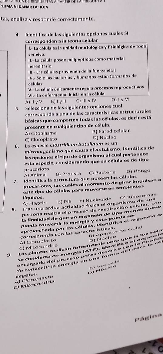 de la hoja de respuestas à partr de la pregunta à
pluma ni dañar la hoja
tas, analiza y responde correctamente.
4. Identifica de las siguientes opciones cuales SI
corresponden a la teoría celular
I- La célula es la unidad morfológica y fisiológica de todo
ser vivo.
II.- La célula posee polipéptidos como material
hereditario.
III.- Las células provienen de la fuerza vital
IV.- Solo las bacterias y humanos están formados de
células
V.- La célula únicamente regula procesos reproductivos
VI.- La enfermedad inicia en la célula
A)ⅡγV B)ⅠγⅡ C)ⅢγⅣ D)IγⅥI
5. Selecciona de las siguientes opciones cual
corresponde a una de las características estructurales
básicas que comparten todas las células, es decir está
presente en cualquier tipo de célula.
A) Citoplasma B) Pared celular
C) Cloroplasto D) Núcleo
6. La especie Clostridium botulinum es un
microorganismo que causa el botulismo. Identífica de
las opciones el tipo de organismo al cual pertenece
esta especie, considerando que su célula es de tipo
procariota.
A) Animal B) Protista C) Bacteria D) Hongo
7. Identifica la estructura que poseen las células
procariotas, las cuales al momento de girar impulsan a
este tipo de células para moverse en ambientes
líquidos.
A) Flagelo B) Pili c) Nucleoide
8. Tras una ardua actividad física el organismo de una D) Ribosomas
persona realiza el proceso de respiración celular, con
la finalidad de que un organelo de típo membranoso
pueda convertir la energía y esta pueda ser
aprovechada por las células. Identifica el organelo qu
B)   para to de G o l gi
corresponda con las características.
A) Cloroplasto
D) Núcleo
9. Las plantas realizan fotosíntesis para que la luz sola
C) Mitocondria
se convierta en energía (ATP). identifica el organels
encargado del proceso antes descrito con la finalid
de convertir la energía en una forma útil para la cé
D) Núcleo B) Vacuola
vegetal.
A) Cloroplasto
C) Mitocondria
Página