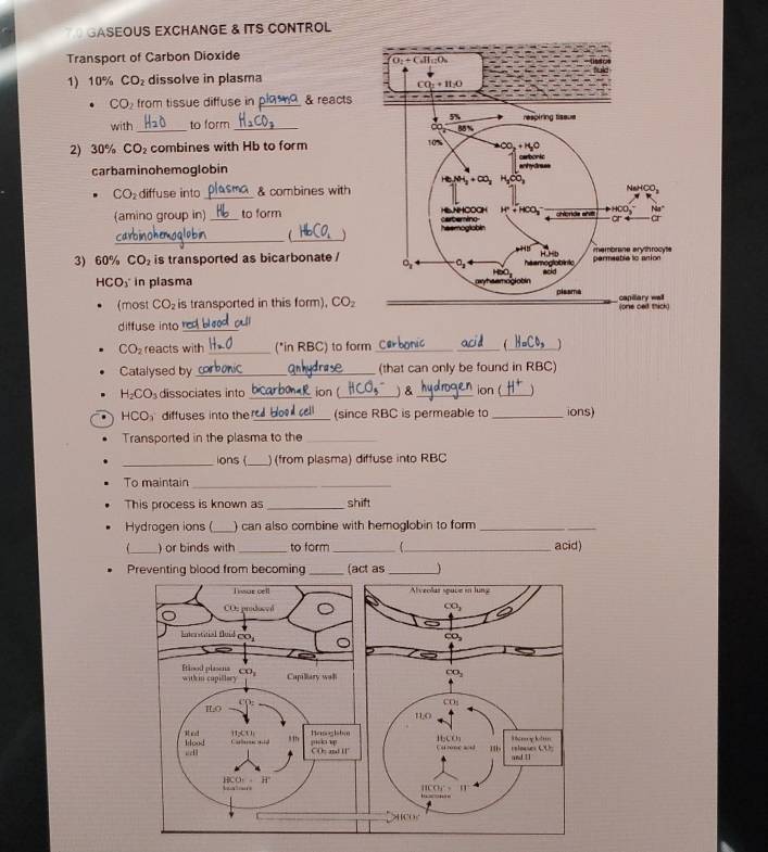 GASEOUS EXCHANGE & ITS CONTROL
Transport of Carbon Dioxide
1) 10% CO_2 dissolve in plasma
CO_2 from tissue diffuse in _& reacts
with _to form
2) 30% CO_2 combines with Hb to form
carbaminohemoglobin
CO_2 diffuse into_ & combines with
(amino group in) _to form 
__ 
3) 60% CO_2 is transported as bicarbonate /
HC O_3 in plasma 
(most CO_2 is transported in this form). CO_2
diffuse into_ rc all
CO_2 reacts with _(*in RBC) to form ___ ]
Catalysed by __(that can only be found in RBC)
H_2CO_3 dissociates into _ion (_ ) & _ion (_ 1
HCO diffuses into the _(since RBC is permeable to _ions)
Transported in the plasma to the_
_ions (_ ) (from plasma) diffuse into RBC
To maintain_
This process is known as _shift
Hydrogen ions (_ ) can also combine with hemoglobin to form_
_
_) or binds with _to form_ _acid)
Preventing blood from becoming _(act as_