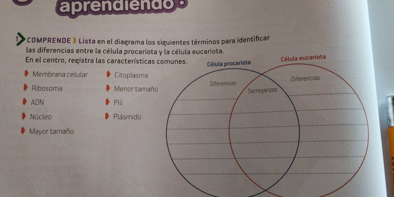 aprendiendos 
*COMPRENDE » Lista en el diagrama los siguientes términos para identifican 
las diferencias entre la célula procariota y la célula eucariota. 
En el centro, registra las característica 
Membrana celular Citoplasma 
Ribosoma Menor tamañ 
ADN Pili 
Núcleo Plásmido 
Mayor tamaño