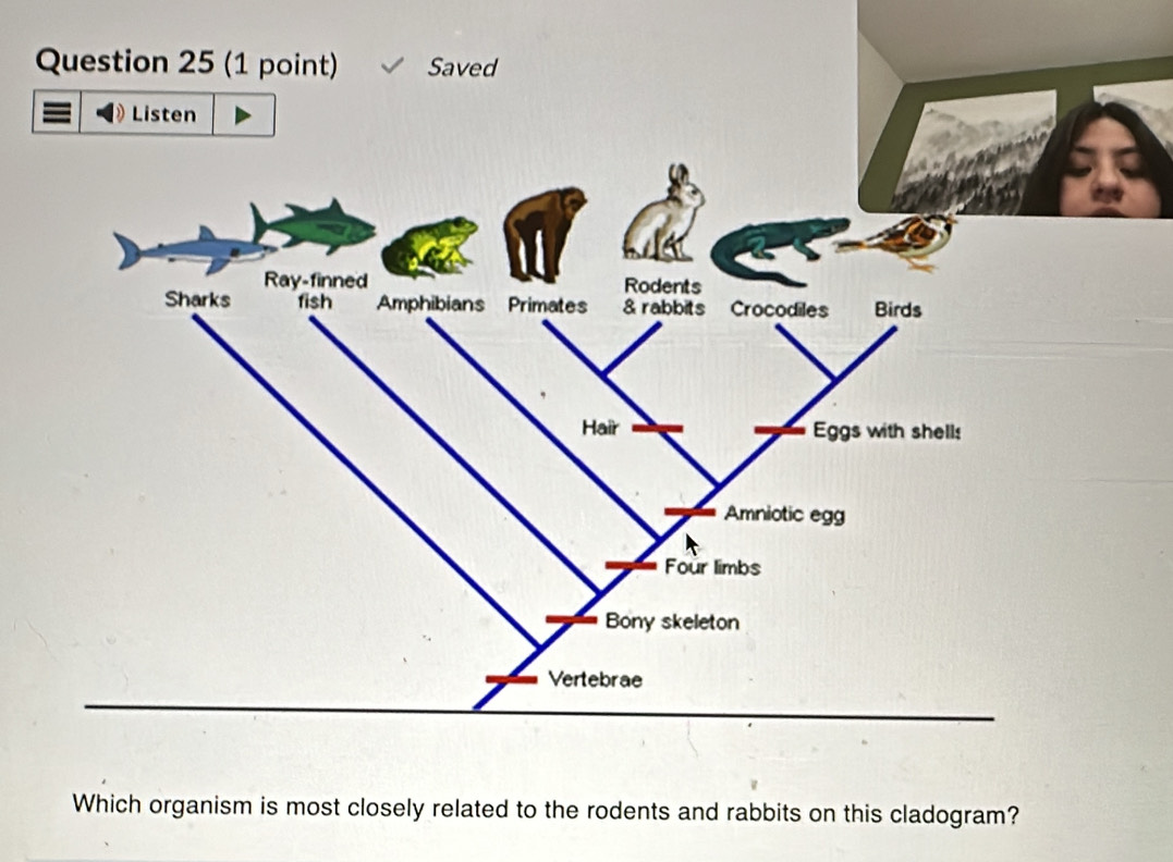 abbits on this cladogram?