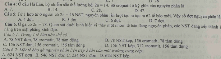 28
Câu 4: Ở đậu Hà Lan, bộ nhiễm sắc thể lưỡng bội 2n=14. Số cromatit ở kỳ giữa của nguyên phân là
A. 7. B. 14. C. 28. D. 42.
Câu 5: Từ 1 hợp tử ở người có 2n=46NST T, nguyên phân lần lượt tạo ra tạo ra 62 tế bào mới. Vậy số đợt nguyên phân là
A. 4 đợt. B. 5 đợt. C. 6 đợt. D. 7 đợt.
Câu 6. Ở gà có 2n=78. Quan sát dưới kính hiển vi thấy một nhóm tế bào đang nguyên phân, các NST đang xếp thành 1
hàng trên mặt phẳng xích đạo.
Câu 6.1: Trong 1tễ bào như the^(frac x)2 có:
A. 78 NST đơn, 78 cromatit, 78 tâm động B. 78 NST kép, 156 cromatit, 78 tâm động
C. 156 NST đơn, 156 cromatit, 156 tâm động D. 156 NST kép, 312 cromatit, 156 tâm động
Câu 6.2: Một tế bào gà nguyên phân liên tiếp 3 lần cần môi trường cung cấp
A. 624 NST đơn B. 546 NST đơn C. 234 NST đơn D. 624 NST kép