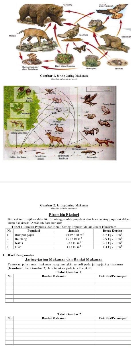 Gambar 2. Jaring-Jaring Makanan
Piramida Ekologi
Berikut ini disajikan data fiktif tentang jumlah populasi dan berat kering populasi dalam
suatu ekosistem. Amatilah data berikut!
Jaring-jaring Makanan dan Rantai Makanan
Tentukan pola rantai makanan yang mungkin terjadi pada jaring-jaring makanan
(Gambar.1 dan Gambar.2), lalu tuliskan pada tabel berikut!