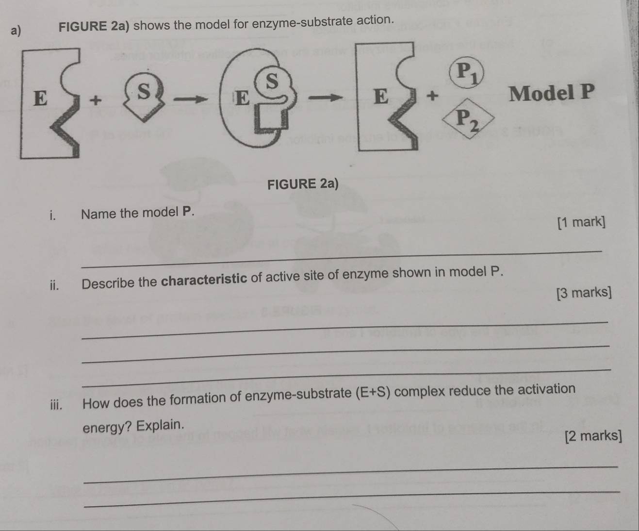 FIGURE 2a) shows the model for enzyme-substrate action. 
FIGURE 2a) 
i. Name the model P. 
[1 mark] 
_ 
ii. Describe the characteristic of active site of enzyme shown in model P. 
[3 marks] 
_ 
_ 
_ 
iii. How does the formation of enzyme-substrate (E+S) complex reduce the activation 
energy? Explain. 
[2 marks] 
_ 
_