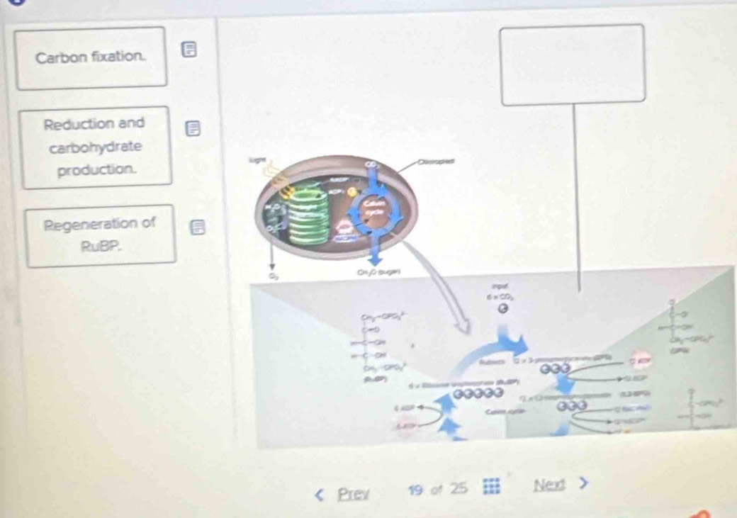 Carbon fixation. 
Reduction and 
carbohydrate 
production. 
Regeneration of 
RuBP. 
Prev 19 of 25 Next a