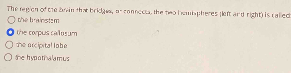 The region of the brain that bridges, or connects, the two hemispheres (left and right) is called
the brainstem
the corpus callosum
the occipital lobe
the hypothalamus