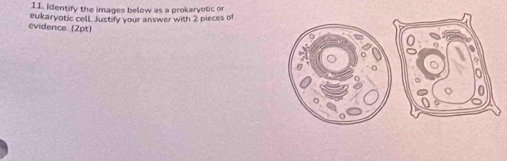 Identify the images below as a prokaryotic or 
eukaryotic cell. Justify your answer with 2 pieces of 
evidence (2pt)