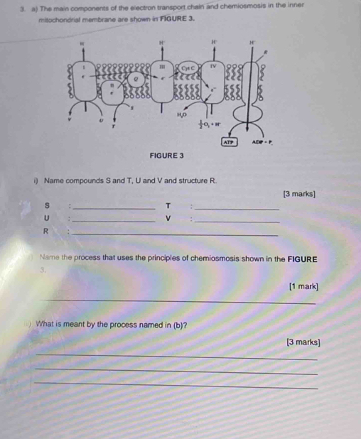 The main components of the electron transport chain and chemiosmosis in the inner
mitochondrial membrane are shown in FIGURE 3.
i) Name compounds S and T, U and V and structure R.
[3 marks]
s :_ T_
U : _v:_
R ：_
Name the process that uses the principles of chemiosmosis shown in the FIGURE
3.
[1 mark]
_
What is meant by the process named in (b)?
[3 marks]
_
_
_