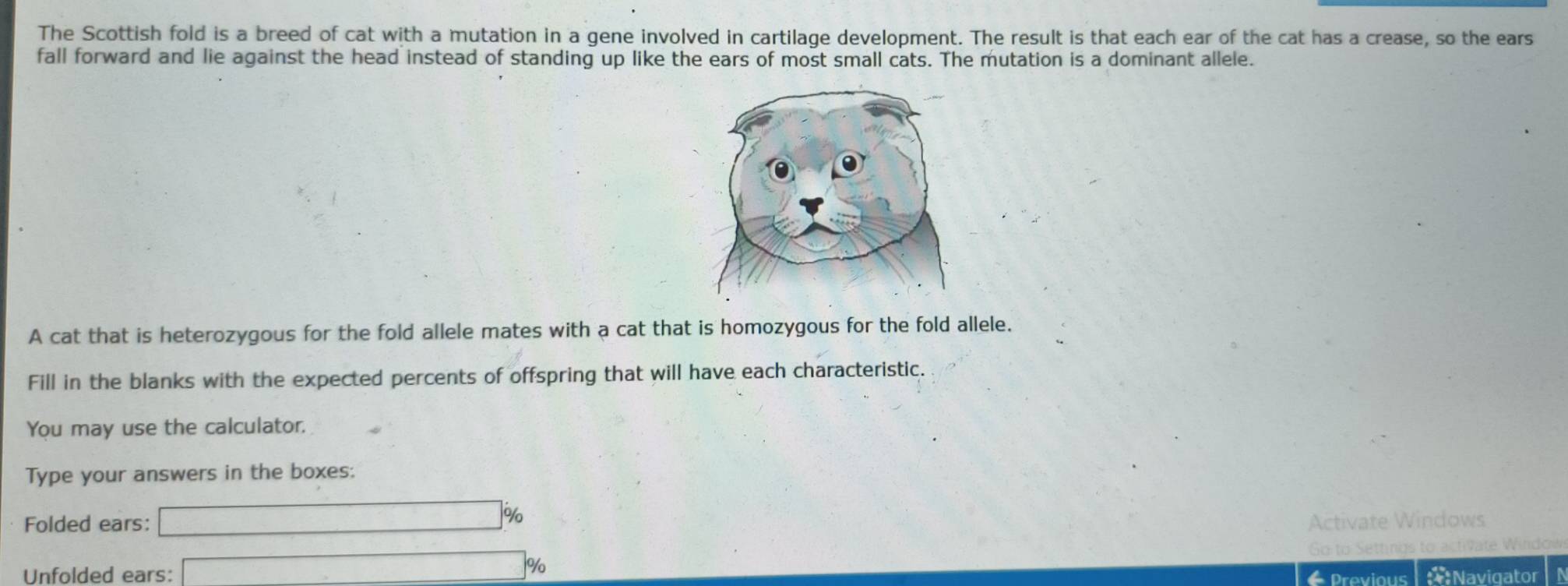 The Scottish fold is a breed of cat with a mutation in a gene involved in cartilage development. The result is that each ear of the cat has a crease, so the ears 
fall forward and lie against the head instead of standing up like the ears of most small cats. The mutation is a dominant allele. 
A cat that is heterozygous for the fold allele mates with a cat that is homozygous for the fold allele. 
Fill in the blanks with the expected percents of offspring that will have each characteristic. 
You may use the calculator. 
Type your answers in the boxes: 
Folded ears: □ % Activate Windows 
Unfolded ears: □ % Go to Settings to activate Window 
Previous Navigator N