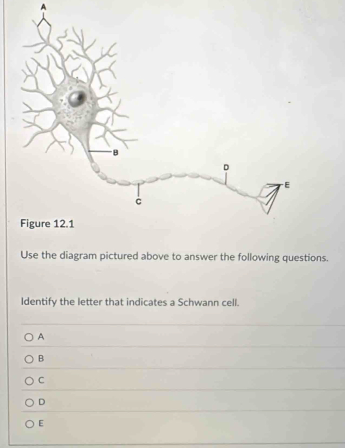 A
Use the diagram pictured above to answer the following questions.
Identify the letter that indicates a Schwann cell.
A
B
C
D
E